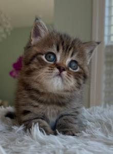 Persy - British Shorthair Kitten For Sale - Kansas City&comma; MO&comma; US