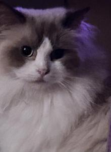 Cherubim mink Kats Ravishing Ragdolls - Ragdoll Kitten For Sale - Lancaster&comma; PA&comma; US