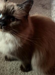 Mink ragdolls Kats ravishing ragdolls cherubim - Ragdoll Kitten For Sale - Lancaster, PA, US Mink ragdolls Kats ravishing ragdolls cherubim - Ragdoll Kitten For Sale - Lancaster, PA, US