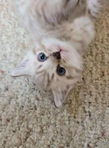The seven wonders - Bengal Kitten For Sale - Bath&comma; PA&comma; US