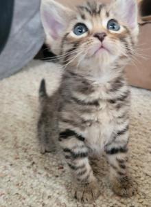 The seven wonders - Bengal Kitten For Sale - Bath&comma; PA&comma; US