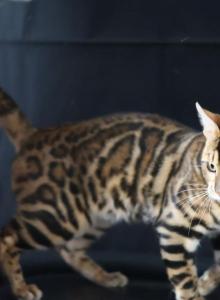 L'Jaguar Babies - Bengal Kitten For Sale - Hot Springs&comma; NC&comma; US