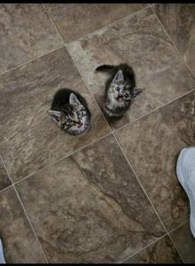 Free Kittens - Domestic Kitten For Adoption - Mount Holly&comma; NC&comma; US