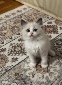 Emo - Ragdoll Kitten For Sale - Columbia&comma; MO&comma; US