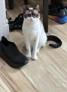 Ava - Snowshoe Kitten For Sale - Philadelphia&comma; PA&comma; US