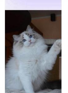 Blue - Ragdoll Kitten For Sale - Plymouth&comma; MN&comma; US