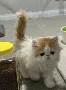 Exotic Persian kitten - Persian Kitten For Sale - Las Vegas&comma; NV&comma; US