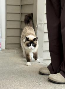 Fluff - Snowshoe Cat For Sale - Andover&comma; MN&comma; US