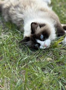 Fluff - Snowshoe Cat For Sale - Andover&comma; MN&comma; US