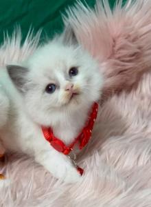Ragdoll - Ragdoll Kitten For Sale - Barberton&comma; OH&comma; US