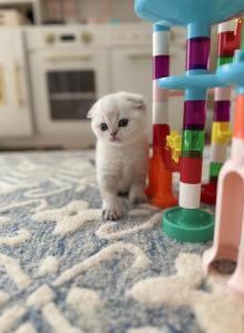 Scottish Fold Male Kitten - Scottish Fold Kitten For Sale - Sterling&comma; VA&comma; US