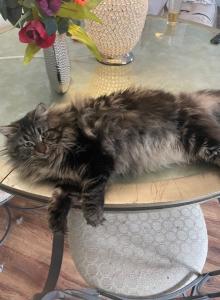 Panther - Siberian Cat For Sale - Cumming, GA, US Panther - Siberian Cat For Sale - Cumming, GA, US