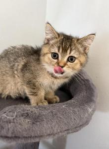 Scottish Fold Golden Ticked Male Alexander - Scottish Fold Kitten For Sale - Odessa&comma; FL&comma; US