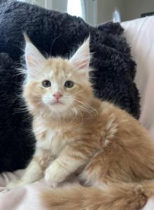 Boy V105 - Maine Coon Kitten For Sale - Millingport&comma; NC&comma; US