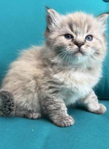 NEWTON male seal point lynx mink cherubim ragdoll - Ragdoll Kitten For Sale - Bethlehem&comma; PA&comma; US