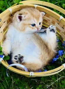 Teddy - Scottish Straight Kitten For Sale - Feasterville Trevose&comma; PA&comma; US