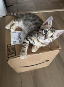 Mary Kate - Bengal Kitten For Sale - Raeford&comma; NC&comma; US