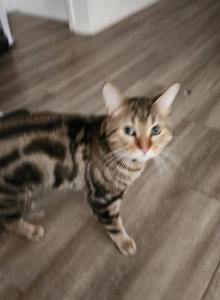 Stack - Domestic Cat For Adoption - Detroit&comma; MI&comma; US