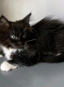 Kitty Boy mitted - Ragdoll Kitten For Sale - Westfield&comma; MA&comma; US