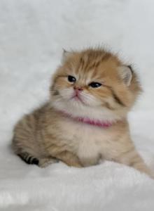 Star - Scottish Fold Kitten For Sale - Vancouver&comma; WA&comma; US