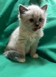 Full Radgoll - Ragdoll Kitten For Adoption - Auburn&comma; WA&comma; US