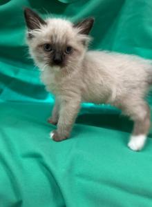 Full Radgoll - Ragdoll Kitten For Adoption - Auburn&comma; WA&comma; US
