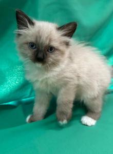 Full Radgoll - Ragdoll Kitten For Adoption - Auburn&comma; WA&comma; US
