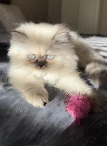 Reserved Sunny - Persian Kitten For Sale - FL&comma; US