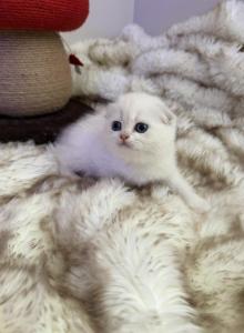 Scottish white fold - Scottish Fold Kitten For Sale - Buffalo&comma; NY&comma; US