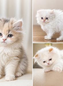 Gemmas babies - Persian Kitten For Adoption - Bourbonnais&comma; IL&comma; US