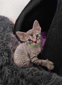 Devon Rex tabby - Devon Rex Kitten For Sale - Hollywood&comma; FL&comma; US