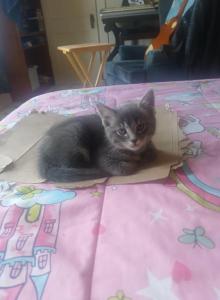One all grey kitten - Domestic Kitten For Adoption - Lawrence&comma; MA&comma; US
