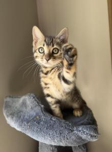 Ashley female bengal kitten - Bengal Kitten For Sale - Raeford&comma; NC&comma; US