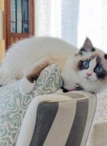 Ari - Ragdoll Cat For Sale - Silver Spring, MD, US Ari - Ragdoll Cat For Sale - Silver Spring, MD, US