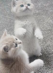 Luxury Kitty Love - British Shorthair Kitten For Sale - Des Moines&comma; WA&comma; US