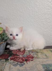 Milo - Ragdoll Kitten For Sale - Sacramento&comma; CA&comma; US