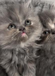 Princess Peach - Persian Kitten For Sale - Fulshear&comma; TX&comma; US