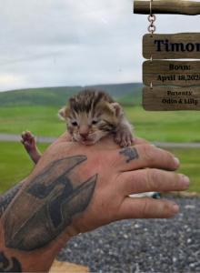 Timon - Bengal Kitten For Sale - Needmore&comma; PA&comma; US
