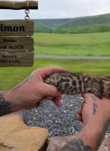 Timon - Bengal Kitten For Sale - Needmore&comma; PA&comma; US