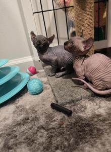 Canadian bambinoo sphinx - Sphynx Kitten For Sale - Philadelphia&comma; PA&comma; US