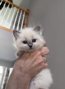ZT treasure - Ragdoll Kitten For Sale - Goodrich&comma; MI&comma; US