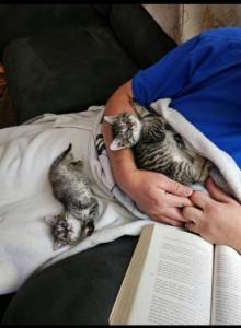 Free Kittens - Domestic Kitten For Adoption - Mount Holly&comma; NC&comma; US