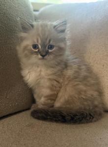 Simon AVAILABLE NOW - Himalayan Kitten For Sale - Peoria&comma; IL&comma; US