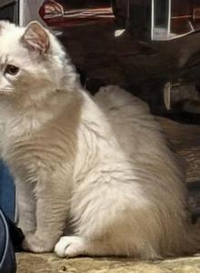 Purebred Male Blue Bicolor Ragdoll - Ragdoll Kitten For Sale - PA&comma; US