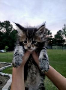 Honey - Maine Coon Kitten For Sale - Vass&comma; NC&comma; US