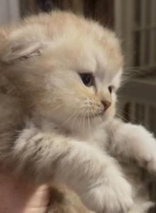 Chocolate Marble Folds - Scottish Fold Kitten For Sale - Hollywood&comma; FL&comma; US