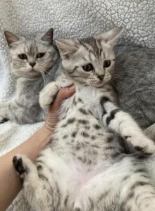 Scottish Bengal - Scottish Straight Kitten For Sale - Portland&comma; OR&comma; US