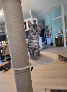 Steele - Bengal Kitten For Sale - WA&comma; US