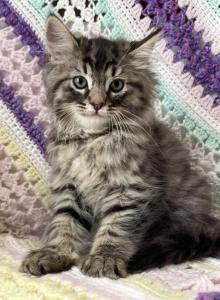 King Huge Barbos Mix Maine Coon & Ragdoll - Maine Coon Kitten For Adoption - Auburn, WA, US King Huge Barbos Mix Maine Coon & Ragdoll - Maine Coon Kitten For Adoption - Auburn, WA, US