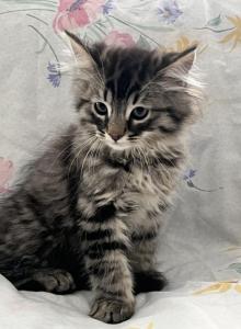 King Huge Barbos Mix Maine Coon & Ragdoll - Maine Coon Kitten For Adoption - Auburn&comma; WA&comma; US